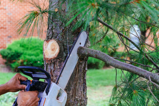 Best Tree and Shrub Care  in St John, KS